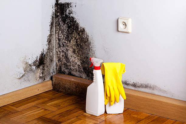 Best Bathroom Mold Remediation in Fruitland, IA